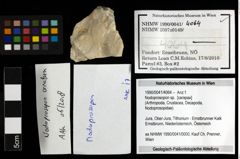 Foto (Objekt + Etiketten) von Nodoprosopon sp. 